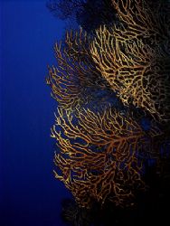 Deepwater Gorgonians on a wall dive in Cozumel. by Steven Anderson 